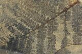 Pennsylvanian Fossil Fern Plate - Kinney Quarry, NM #80491-1